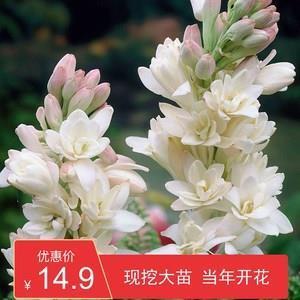 花貌蓬心