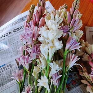 萱花椿树