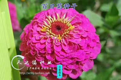 蜗角蚊睫