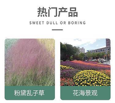 看文老眼
