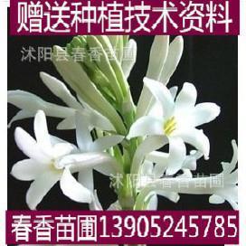 依然如故