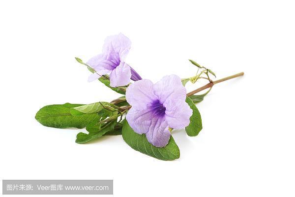 携儿带女