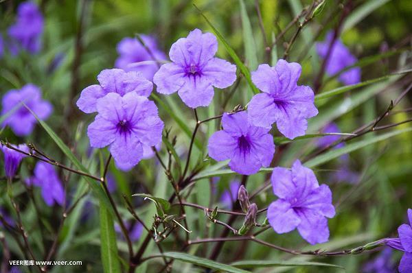 繁芜丛杂