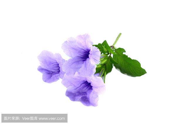 八街九陌