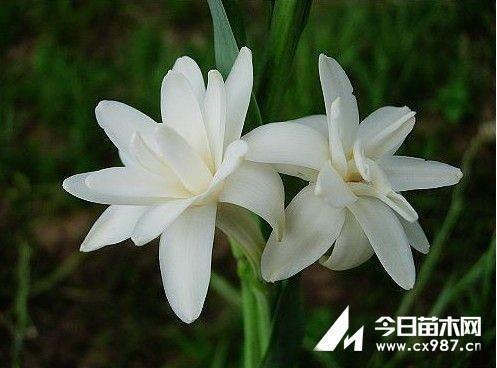 言之无文，行而不远