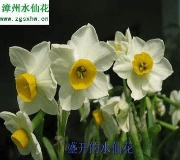 笑不可仰