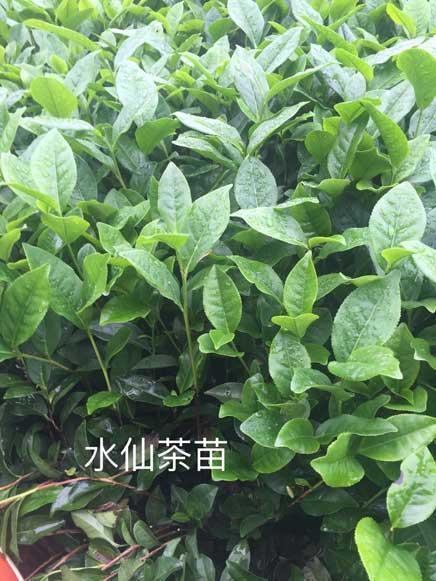 故剑情深