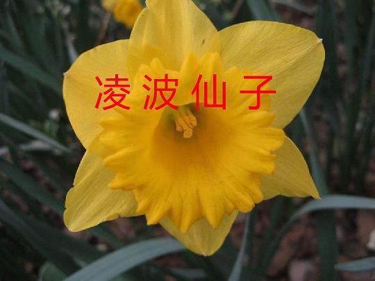 骇浪惊涛