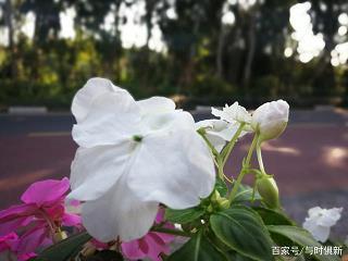 胜之不武