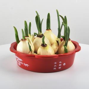 撒酒疯儿
