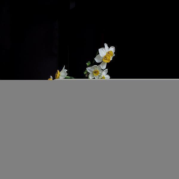 槛花笼鹤