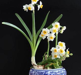 蕉鹿自欺