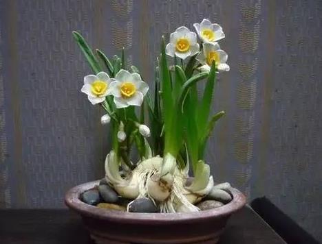黄雀衔环