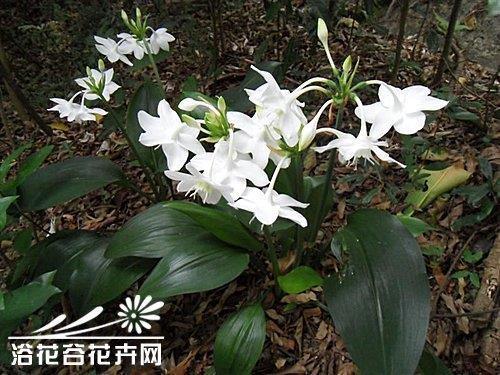 使酒骂座