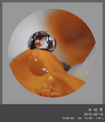 五窦联珠