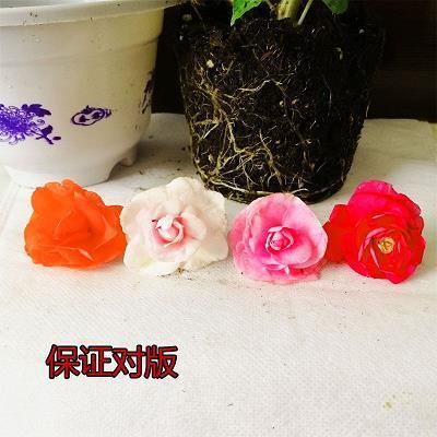 浮头滑脑