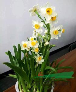 以叔援嫂