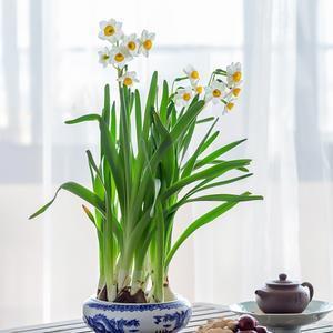 孤子寡妇