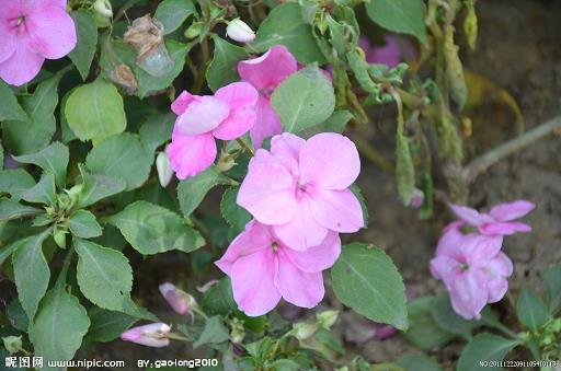 砥砺风节