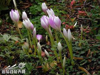 回肠荡气
