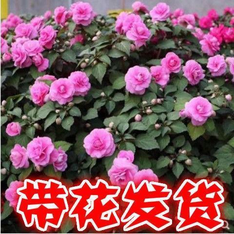 方命圮族