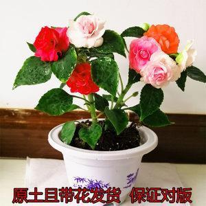 生旦净丑
