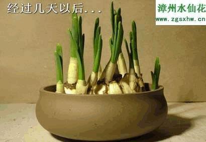 没皮没脸