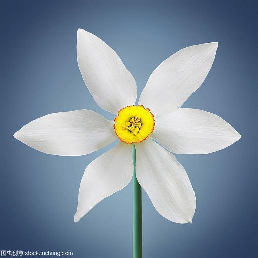 决疣溃痈