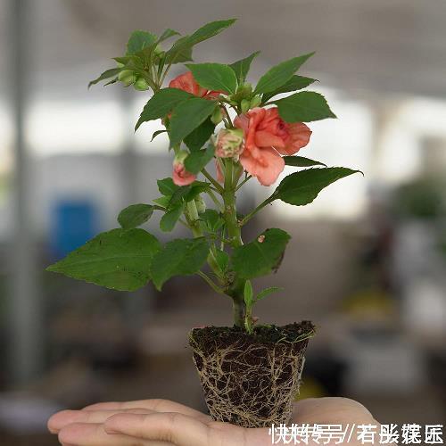 情同一家