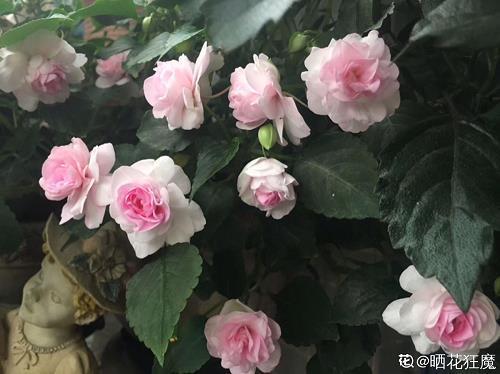 急不择言