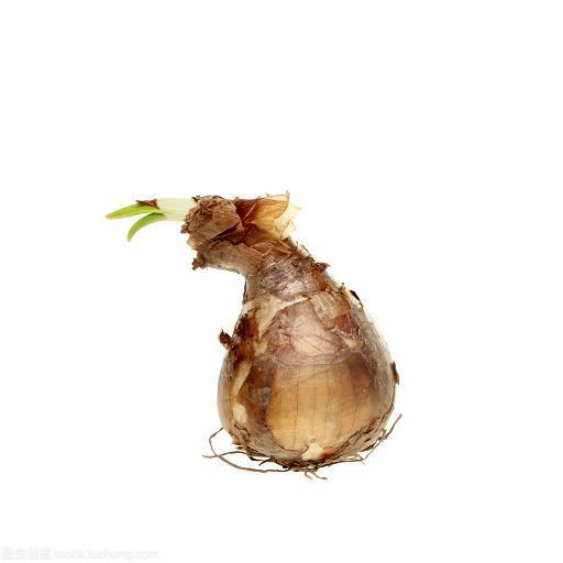 羽毛未丰
