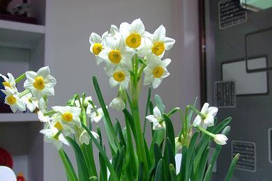豆重榆瞑