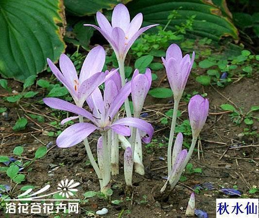 有才无命