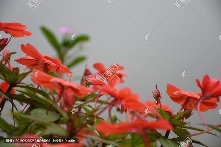 捉衿见肘