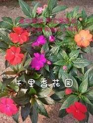 气焰熏天