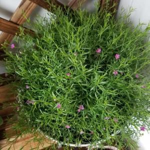 瑶草琪葩