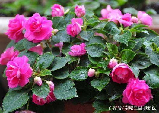 闭门自守