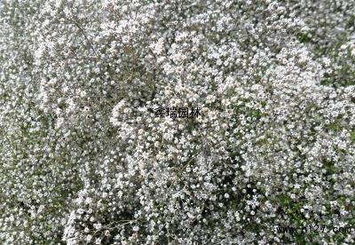 擢发抽肠