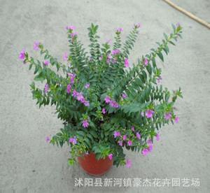 束缊还妇