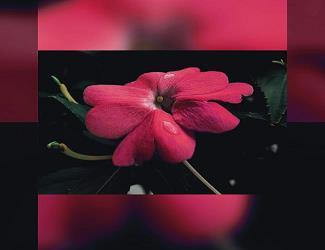 偷安苟且