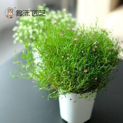 先见之明