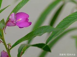激贪厉俗