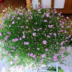覆鹿寻蕉