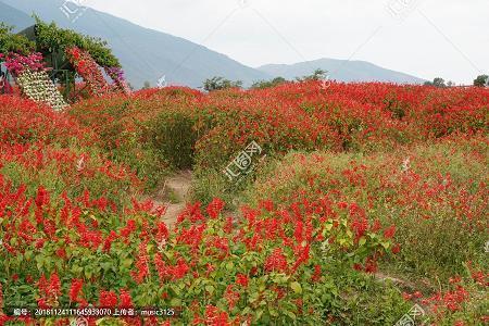 闲花野草