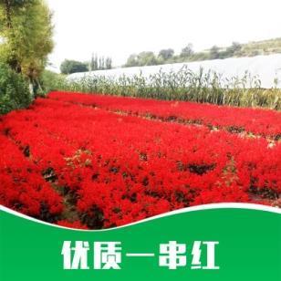 遗臭万载