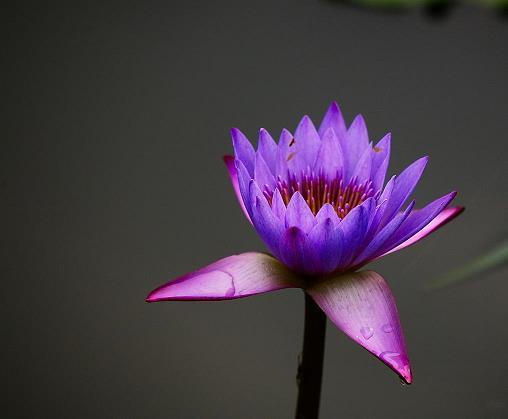 推贤进士