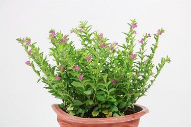 茁壮成长