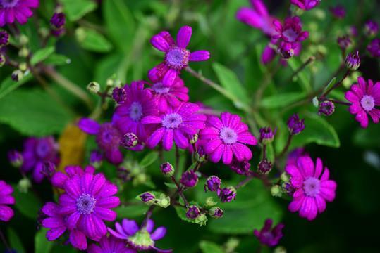 人面桃花