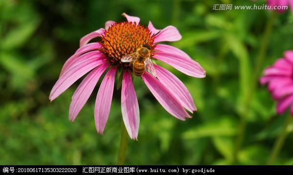荡析离居