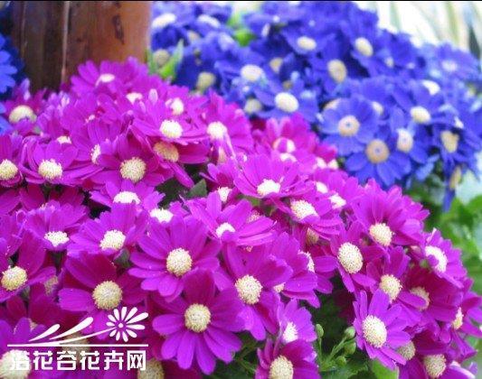 针针丛棘